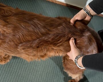 Tierphysiotherapeutin prüft mit beiden Händen den Beckenstand beim Hund